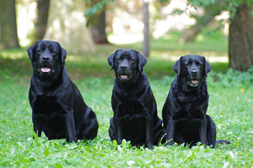 Rony, Abby, Daisy